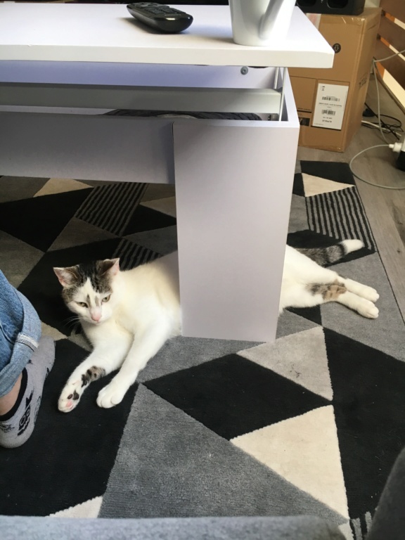 Obispo, chaton blanc gris tabby, type européen né le 10/07/2018 Img-0812
