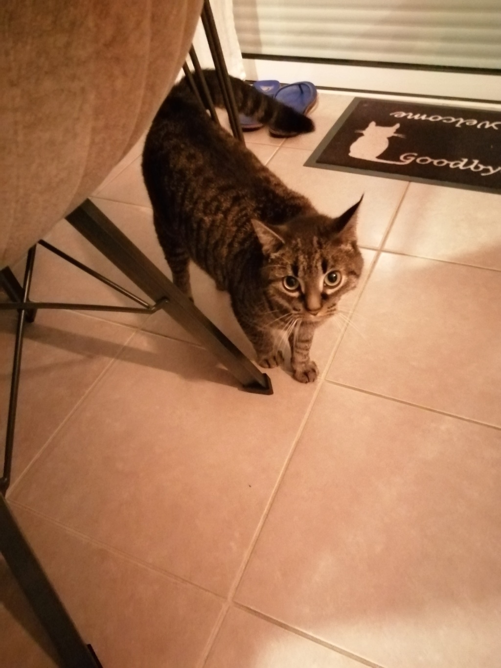 ORGEAT, jeune chat gris tabby né le 01/06/2018 Img_2124