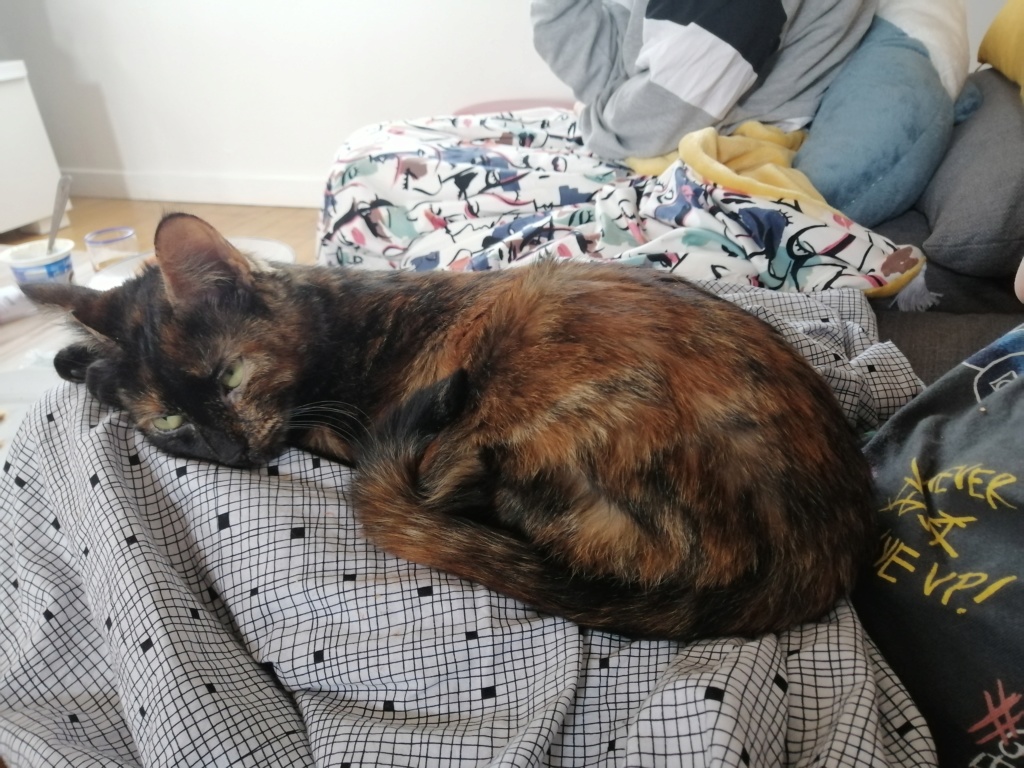 OSIA, femelle tricolore, type chat de maison, née le 1/08/2018 Img_2128