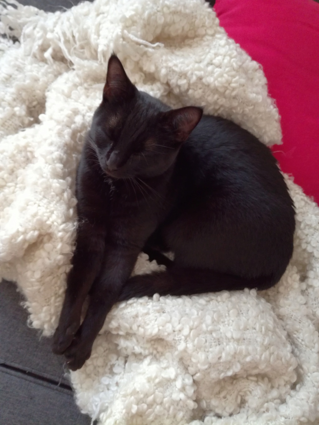 PAMA, chatonne européenne noire, née le 28.04.19 Img_2224