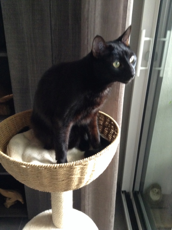 ORIZON, chaton noir, est né le 11 juin 2018 Img_3813