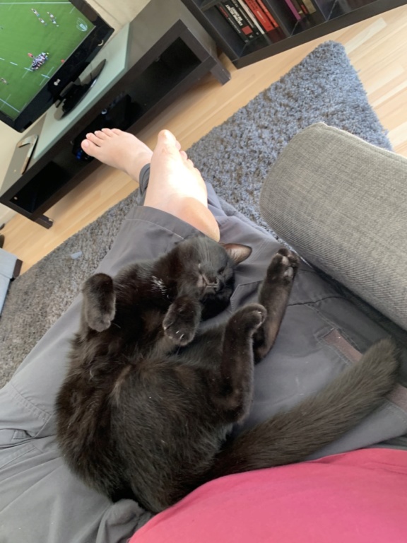 Omélie chatonne noire née le 21/08/2018 Optimi15