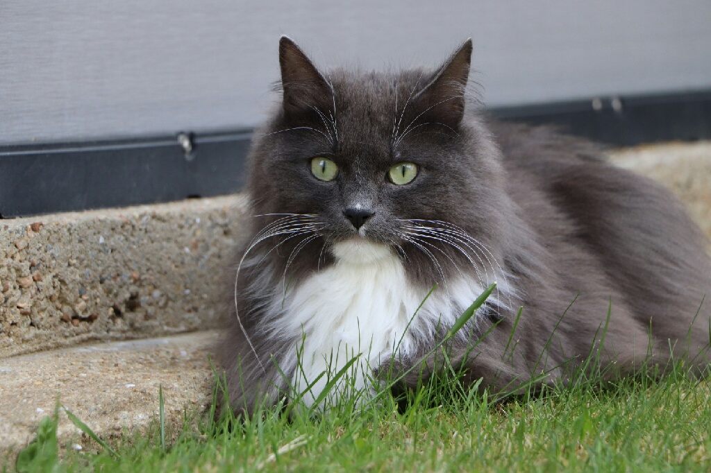 Pompon, chaton mâle européen à poil mi long gris et blanc, né le 25/03/2019 Pablo10