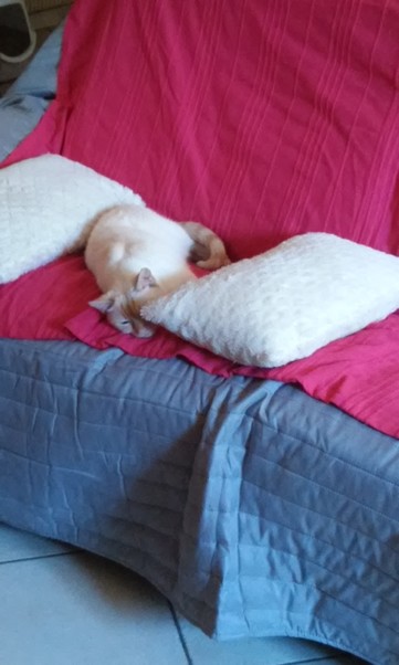 Magnus, chat européen roux et blanc né le 26 avril 2016 Re_sie10