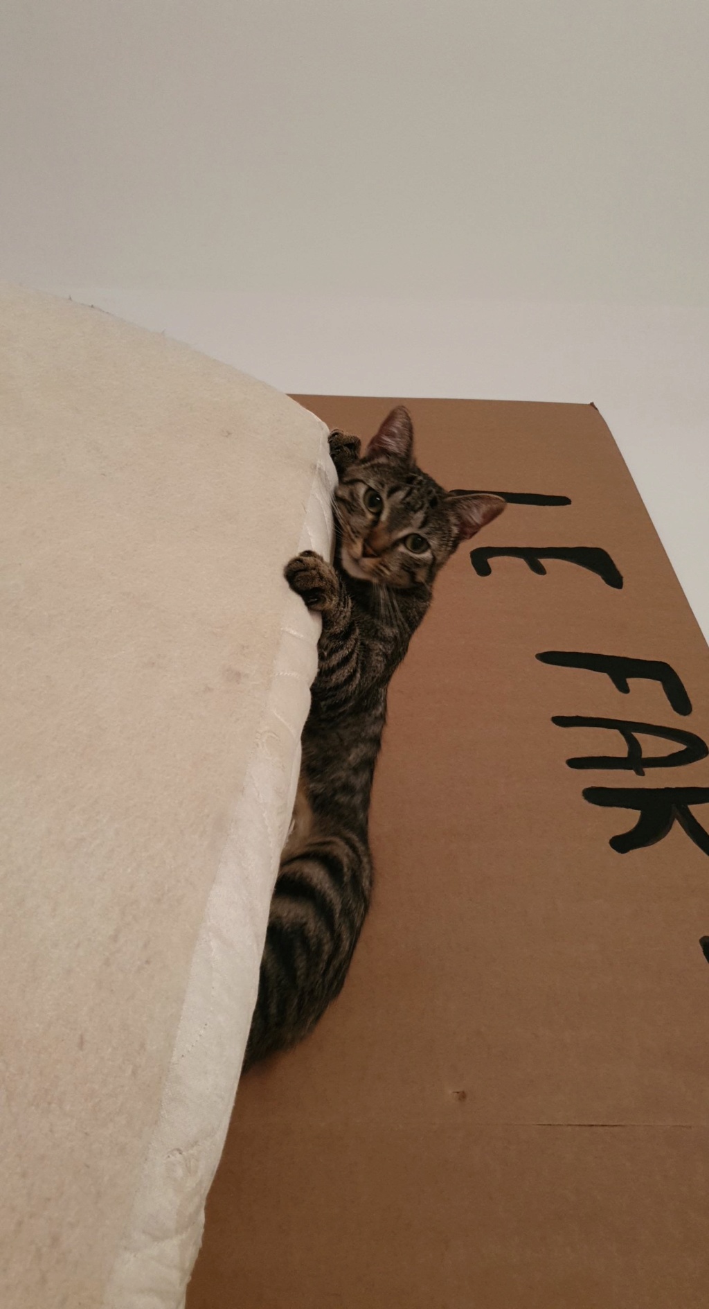 POUPOUNETTE, femelle grise tabby, type européen, née le 15/08/2019 Snapch17