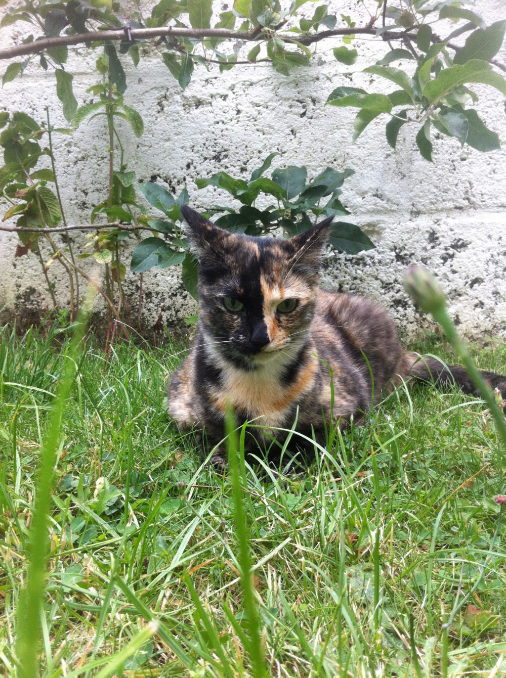 Niagara, chatonne écaille de tortue, née le 8/06/2017 Unname22