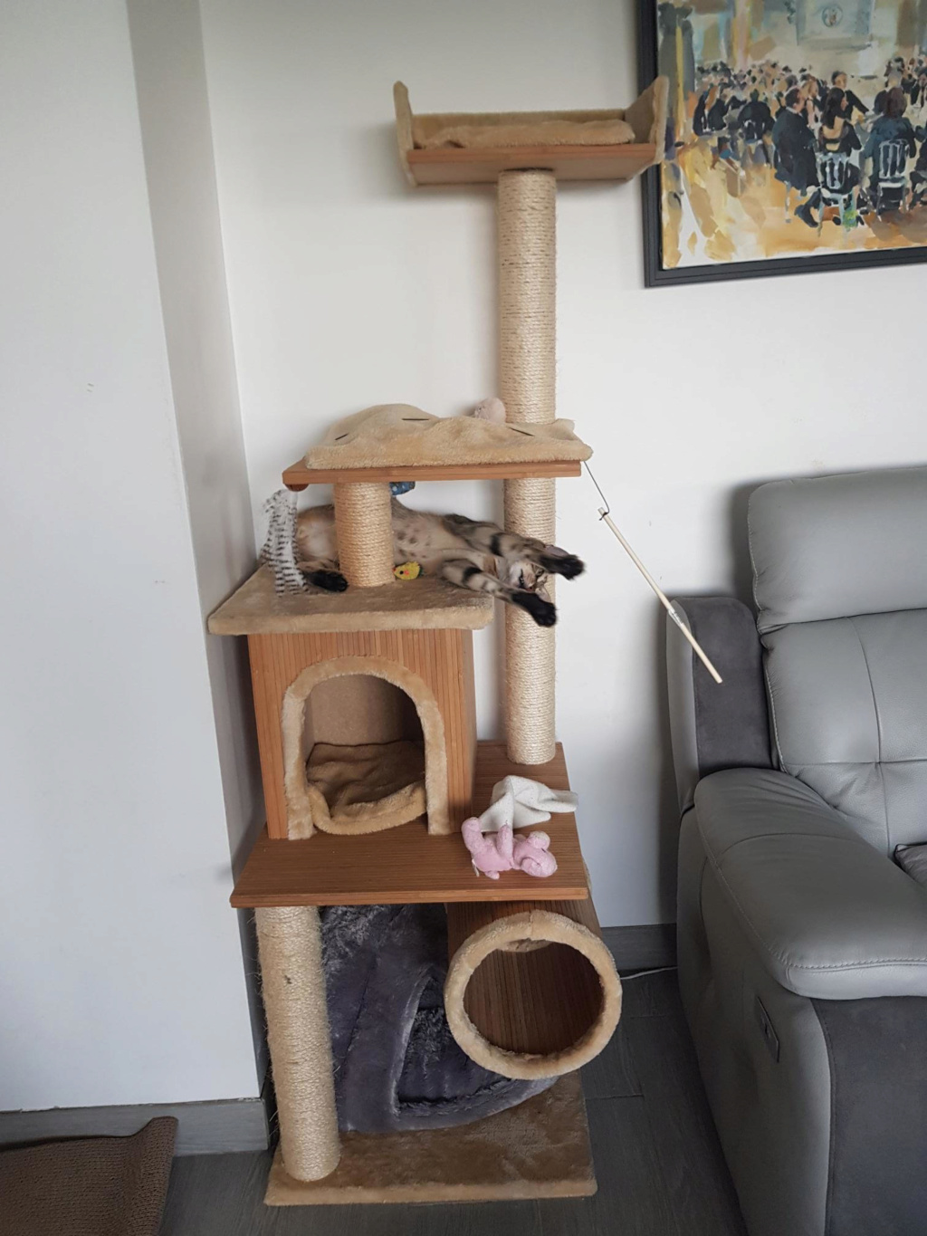 Orlan, chaton mâle brown tabby, né le 12.04.2018 Unname46