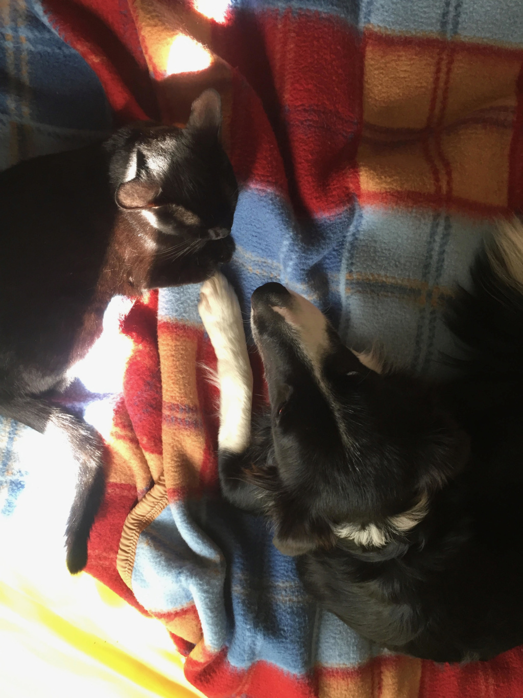 OBELIX, chaton mâle noir, né le 01/04/18 Unname56