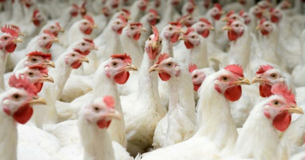 الدجاج ينخفض اليوم أسعار الخضروات واللحوم قطاع غزة اليوم الخميس 26/8/2021 99991231