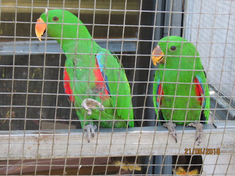 ECLECTUS POLY . - Page 33 Img_0011