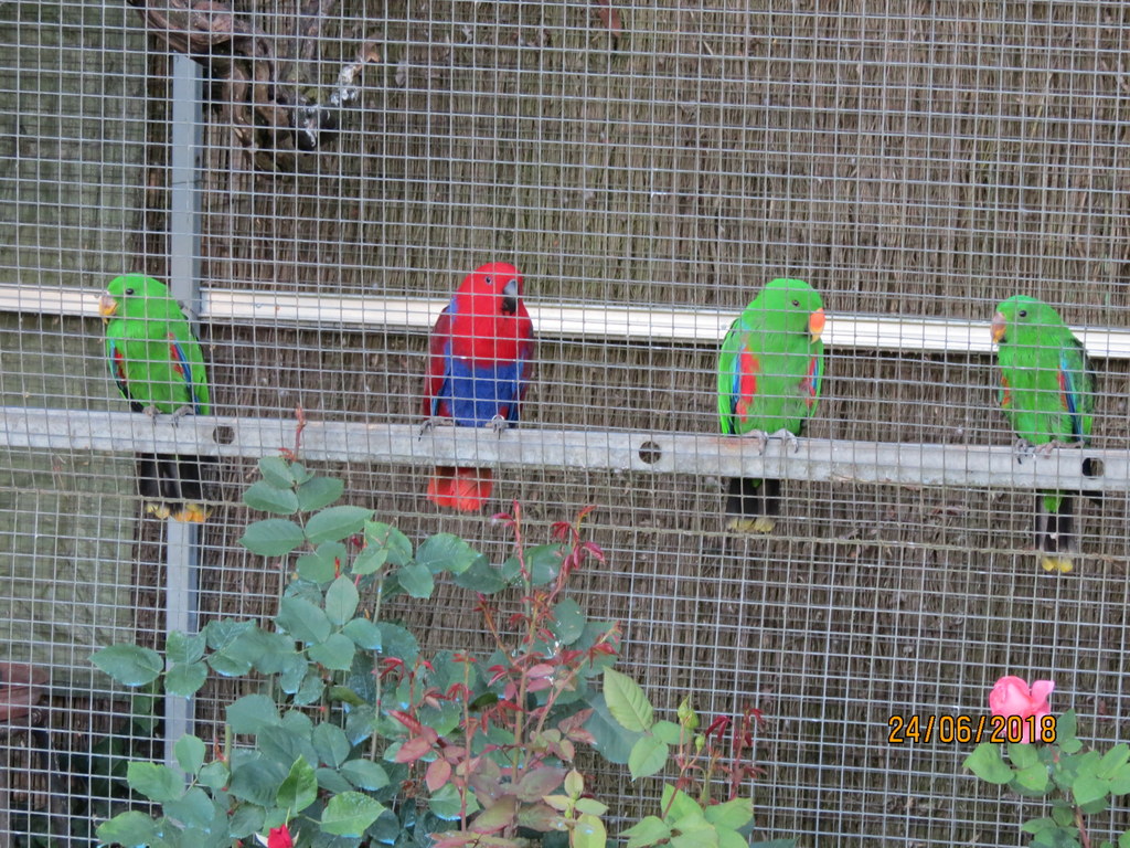 ECLECTUS POLY . - Page 33 Img_0015