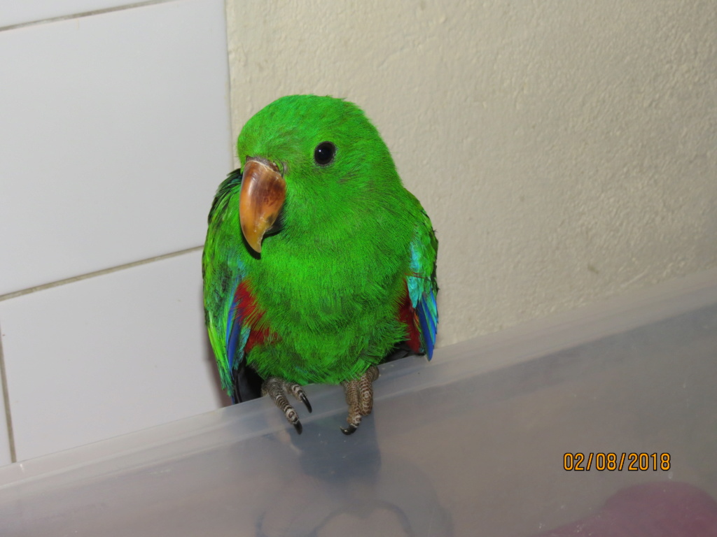 ECLECTUS POLY . - Page 34 Img_0050