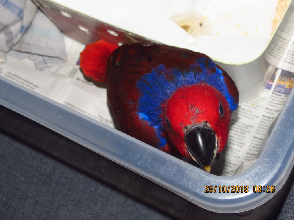 ECLECTUS POLY . - Page 34 Img_0113