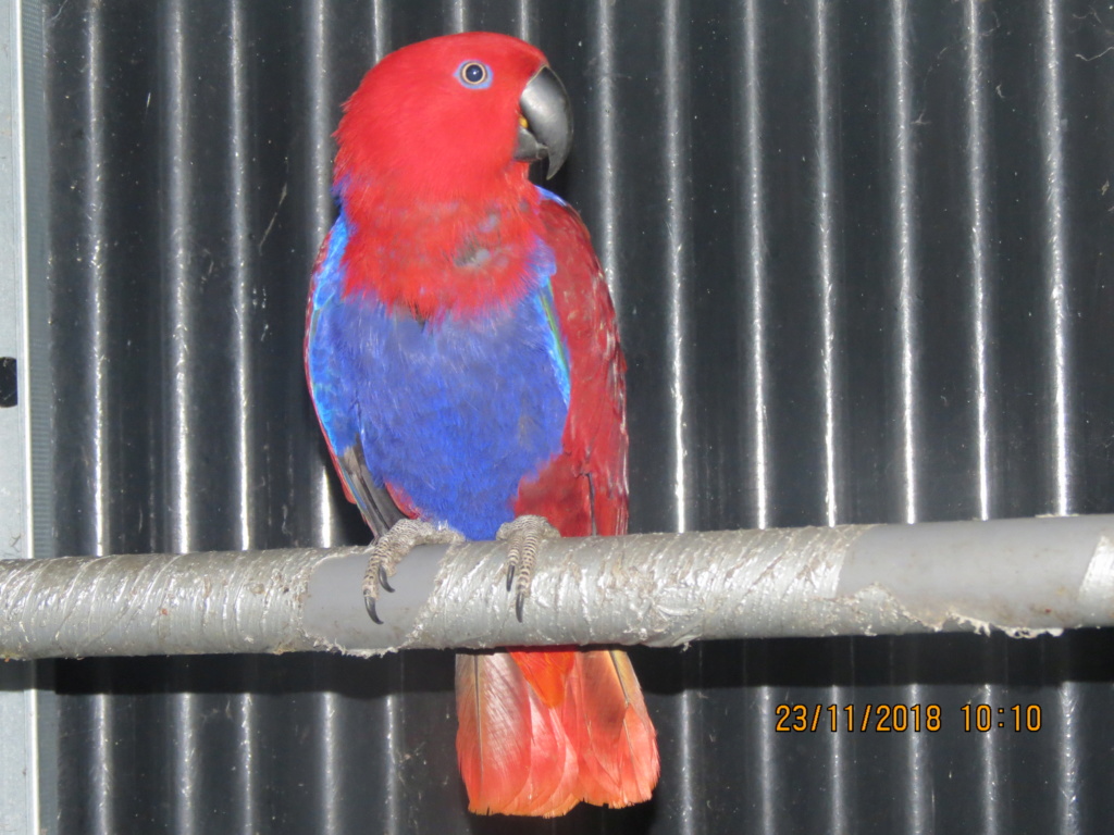 ECLECTUS POLY . - Page 34 Img_0126