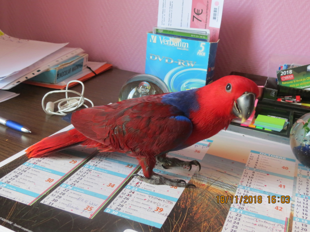 ECLECTUS POLY . - Page 34 Img_0127