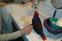 ECLECTUS POLY . - Page 33 Img_1411