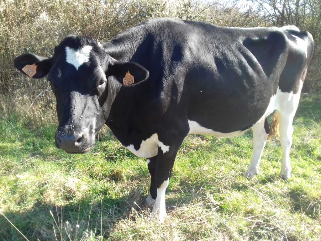 SOS ferme des rescapés 20210313