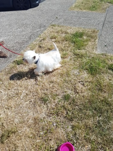 LOUIS Mâle westie 8 ans 1/2 Louis_12