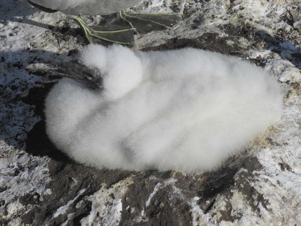 Gannets at Muriwai NZ Img_5410