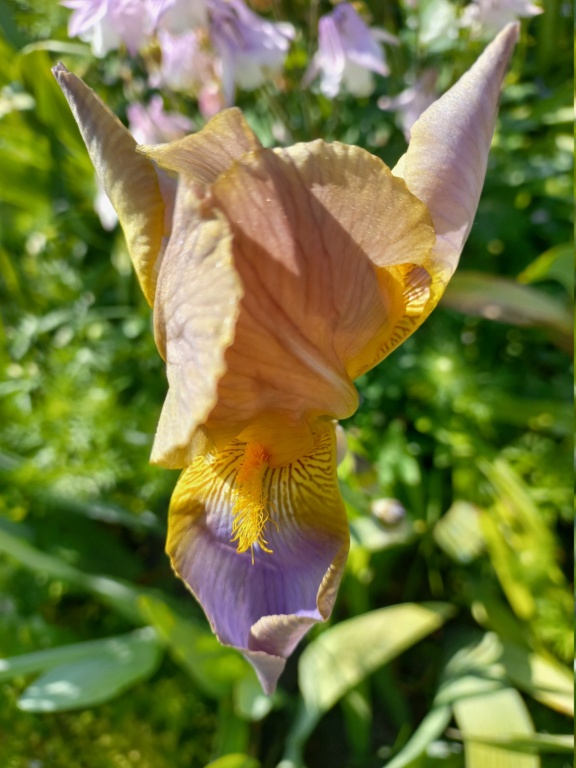 Iris pétale ambré rose, sépale mauve - Flora [identification en cours] 0_eldo10