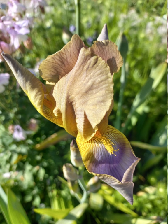 Iris pétale ambré rose, sépale mauve - Flora [identification en cours] 0_eldo11