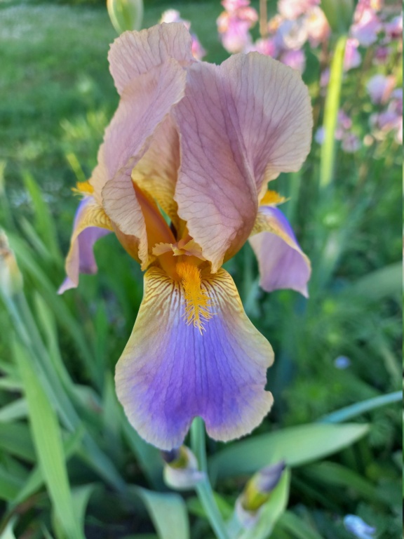 Iris pétale ambré rose, sépale mauve - Flora [identification en cours] 0_eldo13