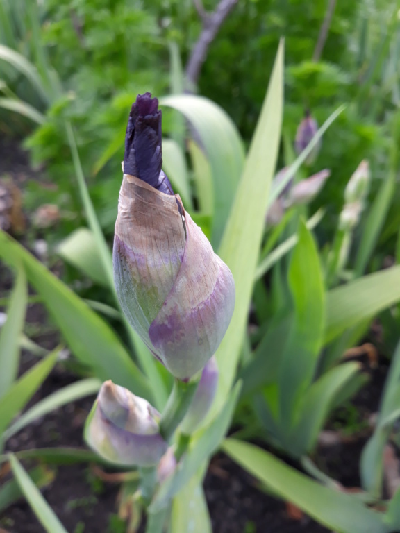 Iris violet bitone - Flora [identification en cours] 0_viol11
