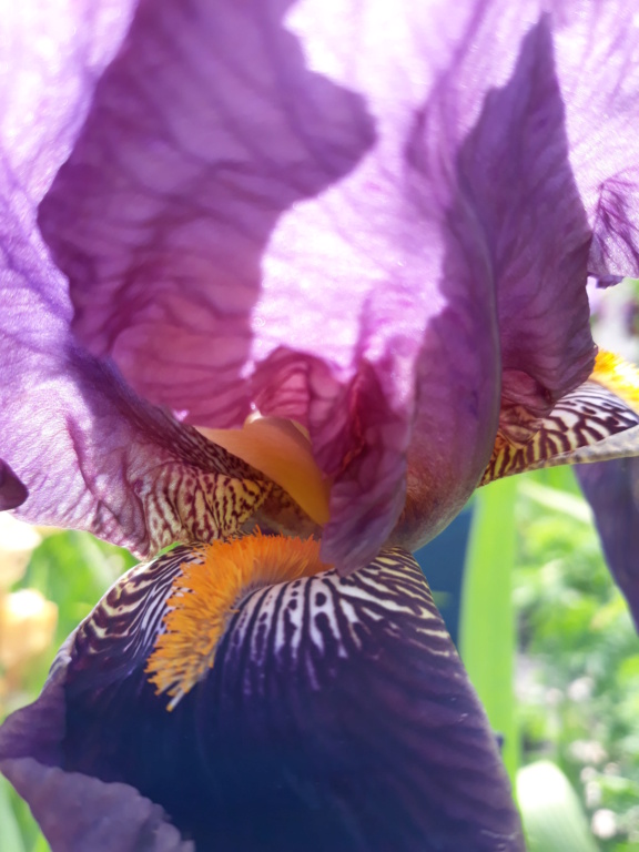 Iris violet bitone - Flora [identification en cours] 0_viol14