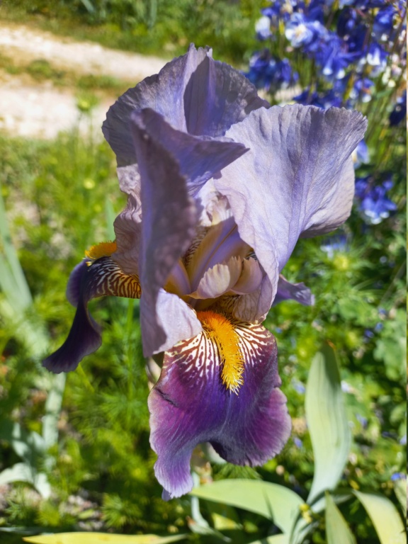 Iris violet bitone - Flora [identification en cours] 0_viol23