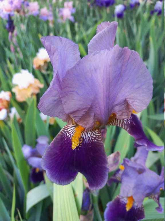 Iris violet bitone - Flora [identification en cours] 0_viol26