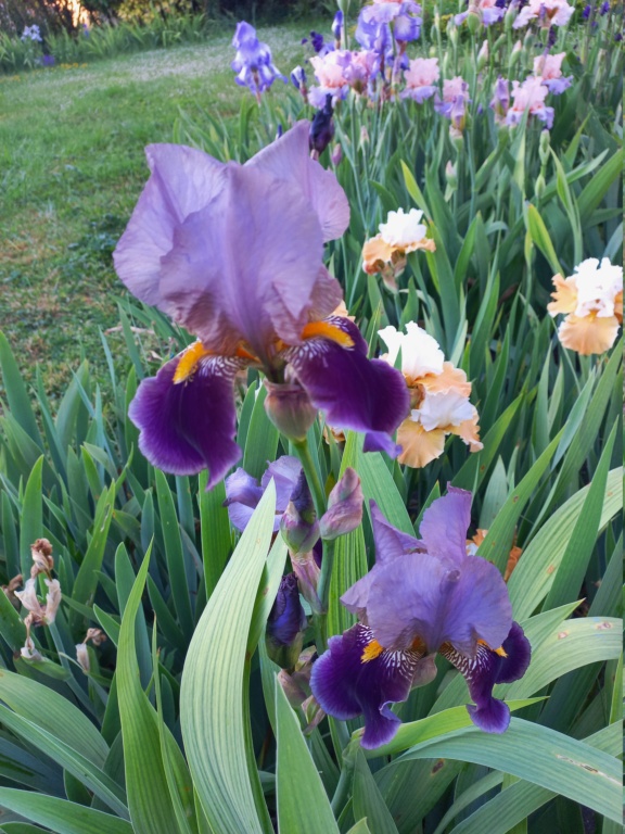 Iris violet bitone - Flora [identification en cours] 0_viol27