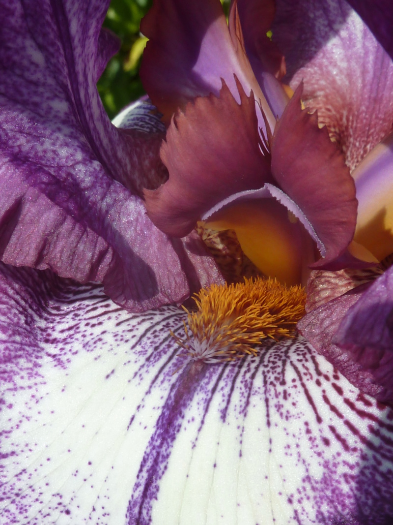Iris 'Mascarade' - Flora [Identification] 20180510