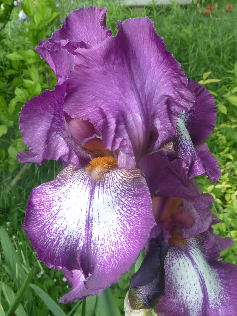Iris 'Mascarade' - Flora [Identification] 20180511
