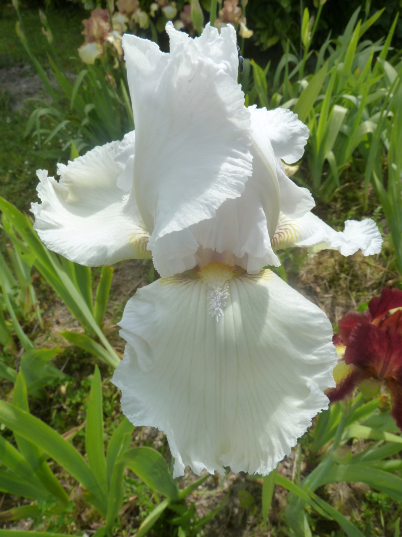Iris blanc - Flora [identification en cours] 20180513