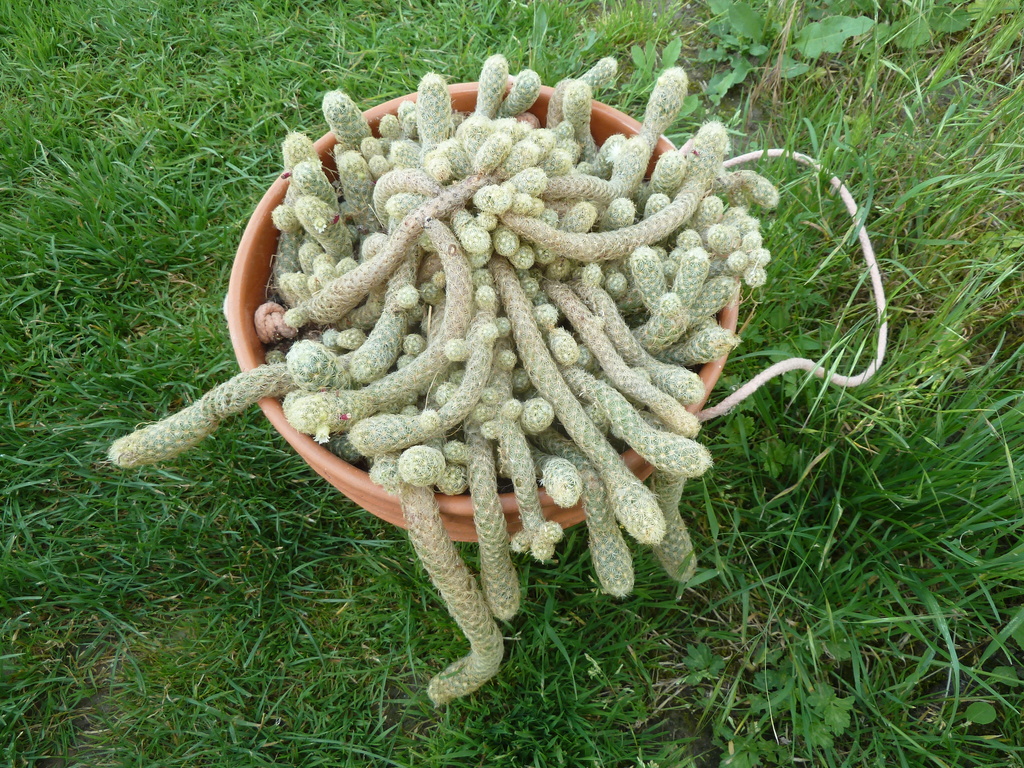 Mammillaria elongata - Page 3 20180610