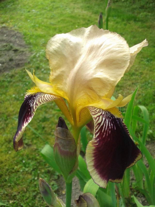 Iris variegata beige et violet - Flora et Lilou [identification en cours] - Page 2 20190527