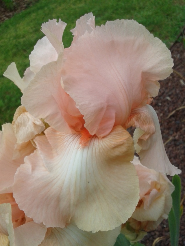 Iris 'Pink Horizon' ? Flora Morchène 287 => 83 [identification en cours] 20190563