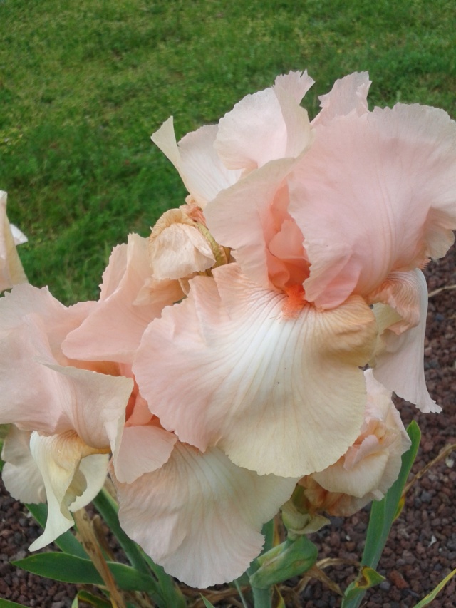 Iris 'Perle Rose '- Flora Morchène 287 => 83 [identification en cours] 20190564