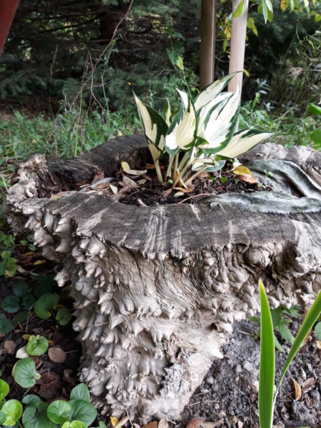 Première saison 2020 au jardin de Flora 20191015