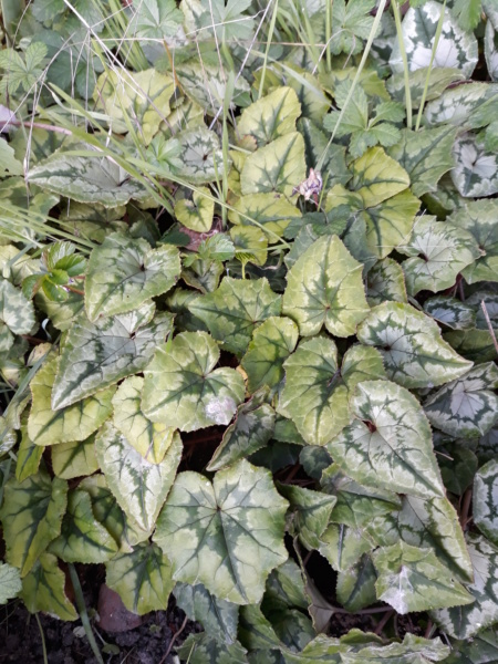 Cyclamen hederifolia = neopolitanum - cyclamen de Naples - Page 2 20191136