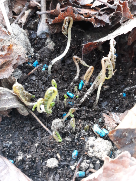Première saison 2020 au jardin de Flora 20200119