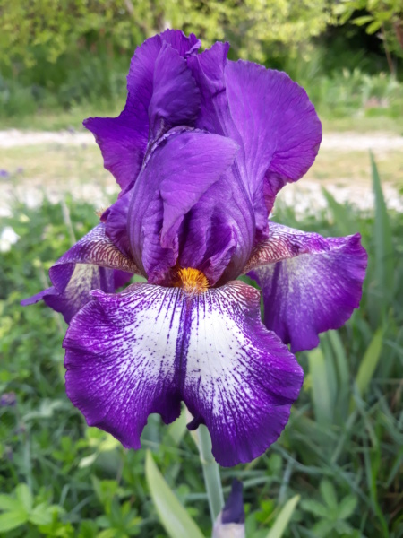 Iris 'Mascarade' - Flora [Identification] 20200185