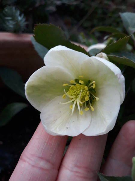Première saison 2020 au jardin de Flora - Page 3 20200241