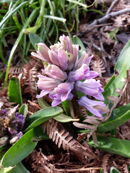 Première saison 2020 au jardin de Flora - Page 3 20200250