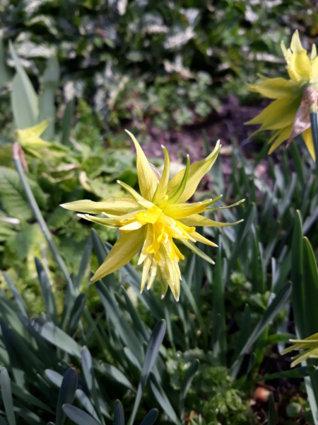 Première saison 2020 au jardin de Flora - Page 5 20200267