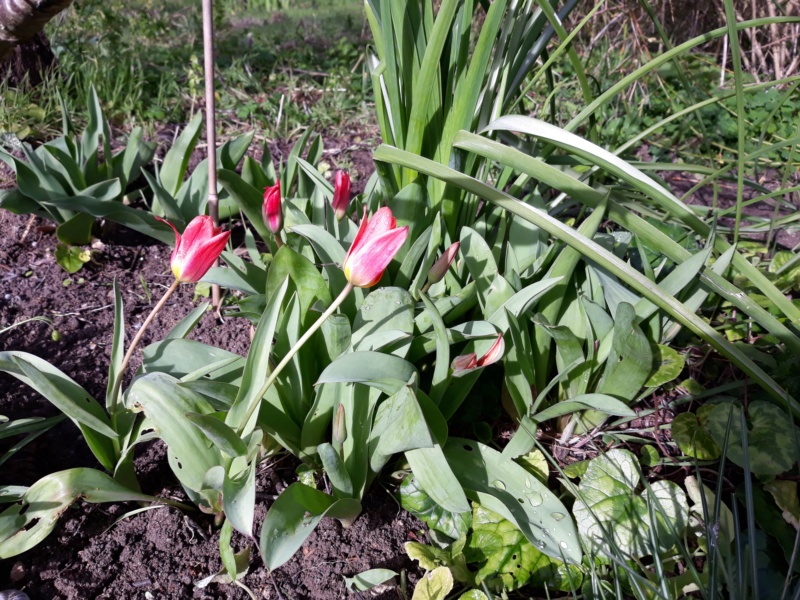 Première saison 2020 au jardin de Flora - Page 5 20200269