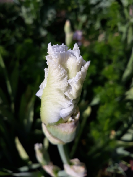 Iris blanc - Flora [identification en cours] 20200287