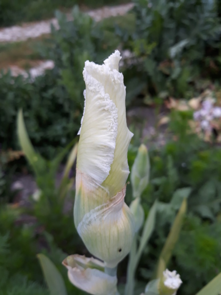 Iris blanc - Flora [identification en cours] 20200288