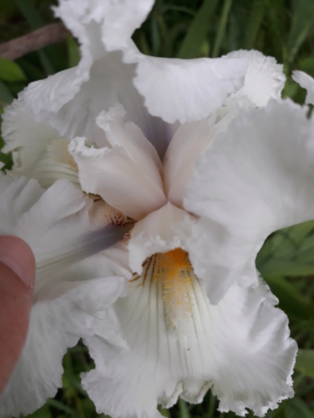 Iris blanc - Flora [identification en cours] 20200289
