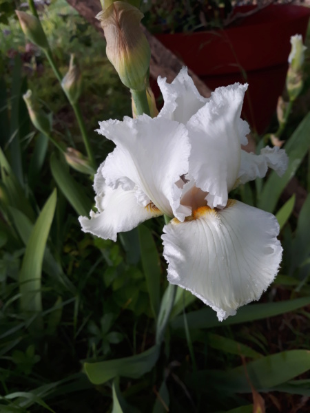 Iris blanc - Flora [identification en cours] 20200290